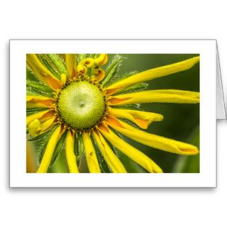 Sunflower Sunrise Cards