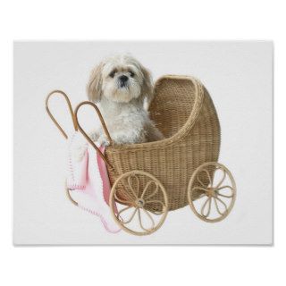 Shih Tzu baby carriage Posters