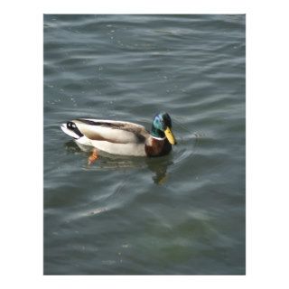 Mallard Duck Full Color Flyer