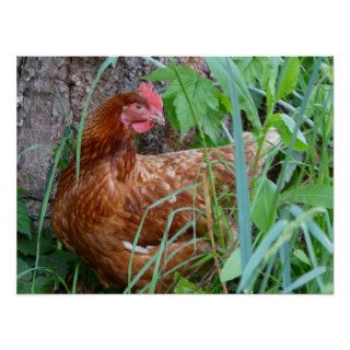 Laying Hen Chicken Poster