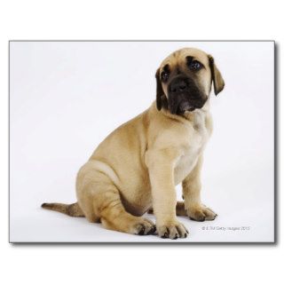 Great Dane Puppy Sitting in Studio Postcard