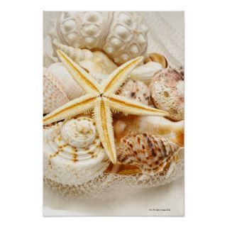 Starfish and assorted seashells posters