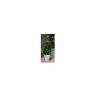 Artificial Boxwood Square Cone Topiary in Pot