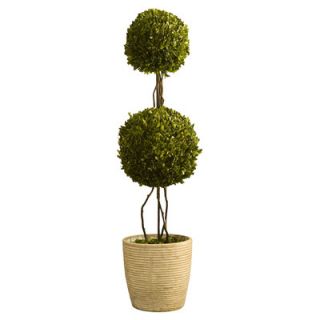 Napa Home and Garden Preserved Boxwoods Preserved Greens Double Sphere