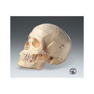 Female Human Skull