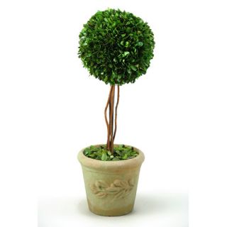 Preserved Boxwood Ball Topiary in Stone Planter