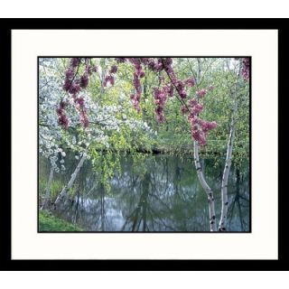 Great American Picture Spring Birches Framed Photograph