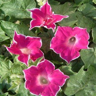 Outsidepride Morning Glory Red Picotee   100 Seeds  Flowering Plants  Patio, Lawn & Garden
