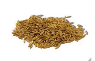 Imperial Cat Easy Grow Oat Grass Seeds, 4 Ounce 