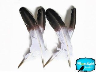 Moonlight Feather, Imitation Eagle Feathers   White Tom Turkey Rounds "Eagle" Brown Tipped Feathers   1/4 Lb