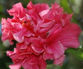Hibiscus mutabilis seeds triple pink organic 3 seeds  Flowering Plants  Patio, Lawn & Garden