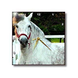 3dRose LLC Andalusian Gelding 10 by 10 Inch Wall Clock  