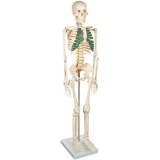 American Educational Skeleton Model with Nerves, 34" Height