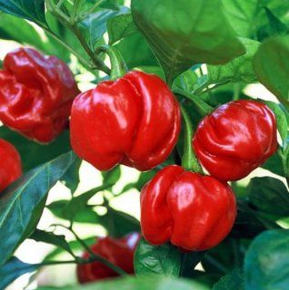 Sweet Red Pimiento Pepper 10 Plus Seeds  Vegetable Plants  Patio, Lawn & Garden