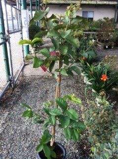 Tropic White Guava Tree, Five Gallon Container  Tree Plants  Patio, Lawn & Garden