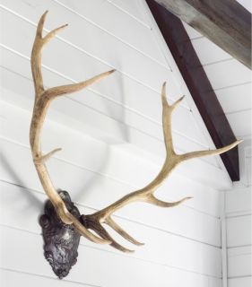 Oklahoma Casting Trophy Stag Antler Wall Art   Wall Sculptures and Panels