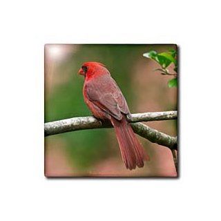 ct_18026_3 Lee Hiller Photography Hot Springs National Park Wildlife   Birds Male Cardinal   Tiles   8 Inch Ceramic Tile   Decorative Tiles