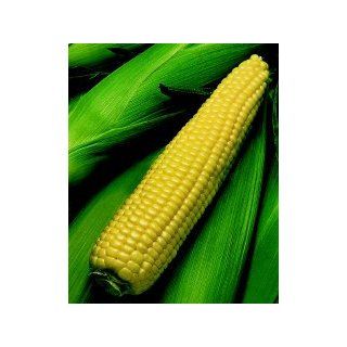 Kandy King Corn   300 Seeds   VALUE PACK  Vegetable Plants  Patio, Lawn & Garden