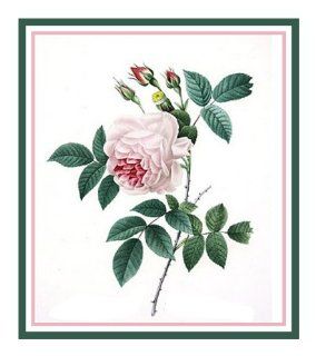 China Blush Rose Flower Illustration Counted Cross Stitch Chart/Graph Pierre Joseph Redoute's