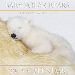 2013 Mini Baby Polar Bears Bela Baliko Photography & Publishing In 9781927064078 Books