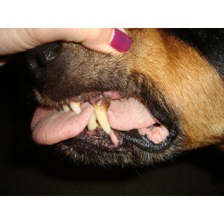 Plaque Attack   Pet Dental Care Supplies