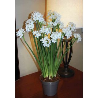 5 Pack Ziva Paperwhites Bulbs