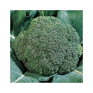 Broccoli Seeds   Broccoli Early Dividend Hybrid  Broccoli Plants  Patio, Lawn & Garden