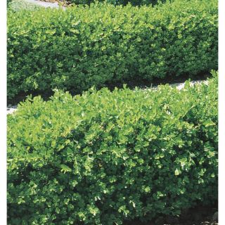 3.43 Gallon Insignificant Japanese Boxwood (L5873)