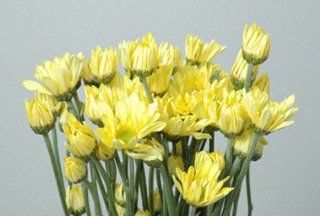Pom Bright Yellow Daisy (Clue.Vero.Factor.Yellow Atlantis. Cosmic) POMS MUMS.  Fresh Cut Format Chrysanthemum Flowers  Grocery & Gourmet Food