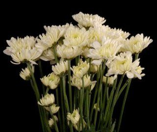 Pom (Claire. Zembla. Baltica. Maisy) Pure White Cushion POMS MUMS.  Fresh Cut Format Chrysanthemum Flowers  Grocery & Gourmet Food