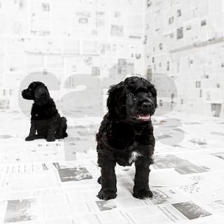 Two Portuguese Water Dog Round Sticker by ADMIN_CP_GETTY35497297