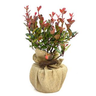 plant gift photinia little red robin by giftaplant
