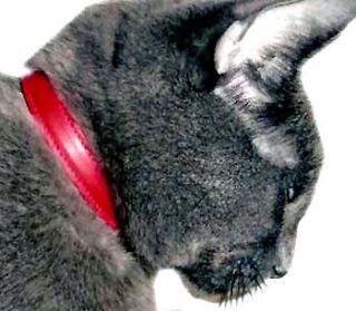 cat collars handmade calf leather by holly & lil