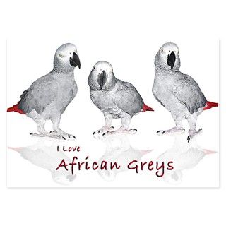 african grey parrots Invitations by africangreyparrotgifts