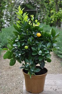 orange tree and lemon tree gift set by plants delivered