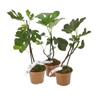 fig tree plant collection by plants delivered