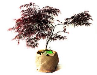 japanese maple by trees direct
