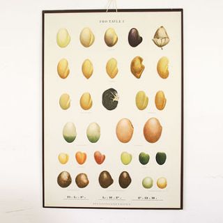 vintage botanical seed chart, table one by bonnie and bell