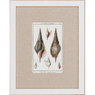 Paragon Sea Shells by Diderot 6 Piece Framed Painting Print Set (Set
