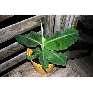 Hirt's Super Dwarf Patio Banana Plant   Musa   Great House Plant   4" Pot  Live Indoor House Plants  Grocery & Gourmet Food