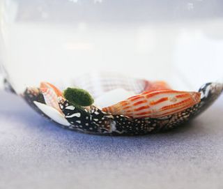 handblown glass snail vase terrarium by bonnie and bell