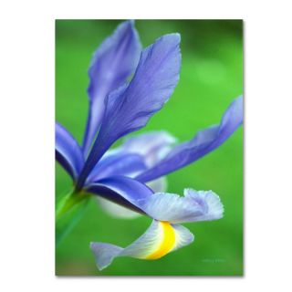 Trademark Fine Art Spring Iris by Kathy Yates Photographic Print on