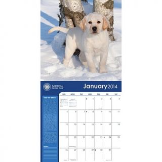 2014 Labrador Retrievers American Kennel Club wall calendar