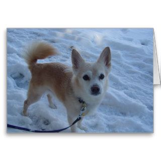 Harley Snow Dog Card