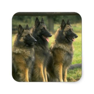 German Shepherd  Dogs Square Sticker