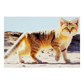 Persian Sand Cat Posters