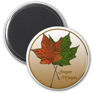 Sugar Maple Tree Refrigerator Magnet