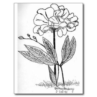 Camellia Drawing Post Cards