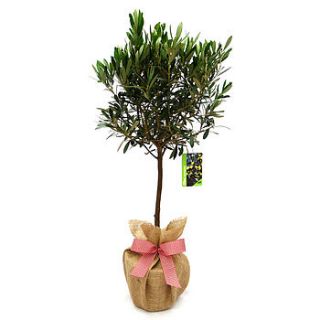 garden gift olive tree by giftaplant