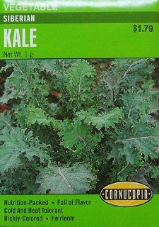Kale Siberian Heirloom Seeds 175 Seeds  Kale Plants  Patio, Lawn & Garden